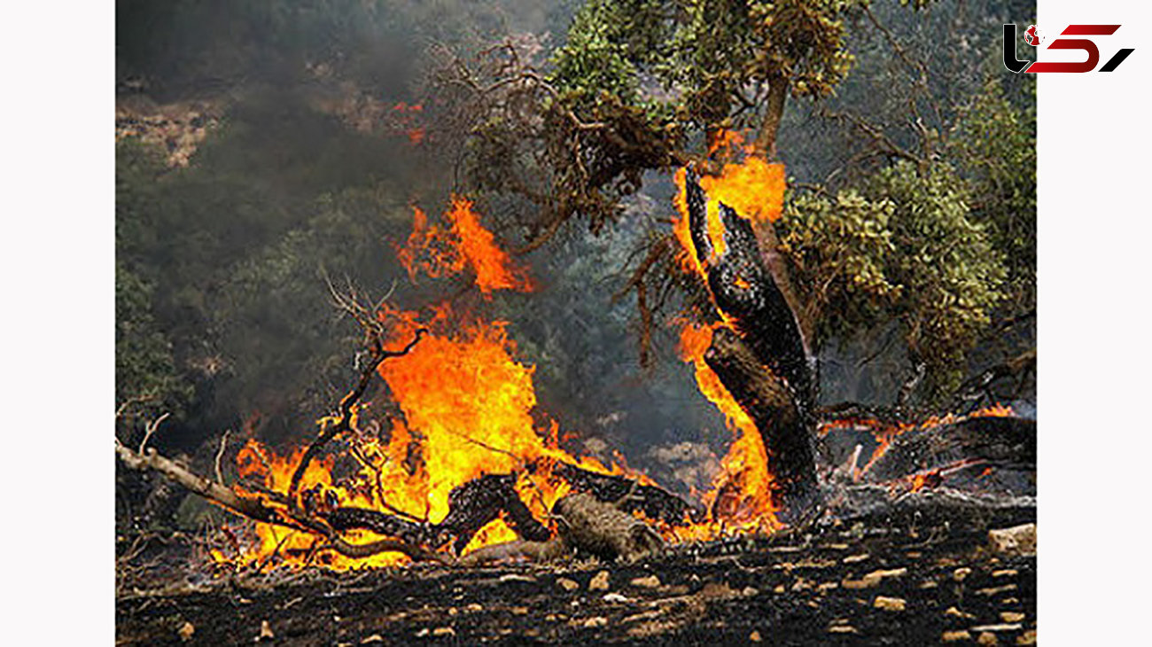 آتش سوزی بیش از 30 هکتار از جنگلهای شهر پاتاوه