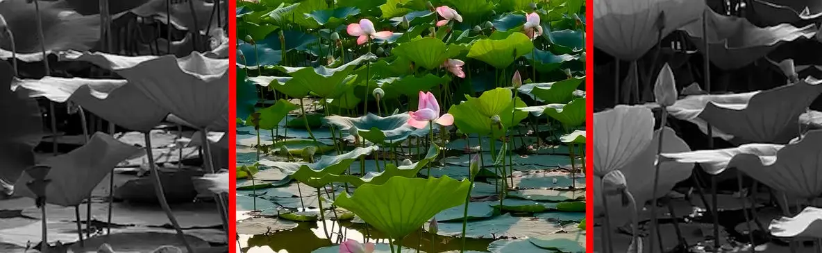 فیلم زیبایی نیلوفر های آبی ساری