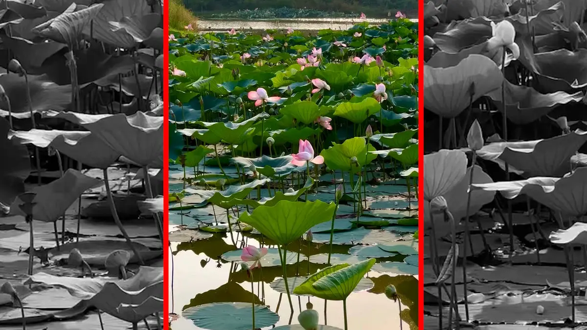 فیلم زیبایی نیلوفر های آبی ساری