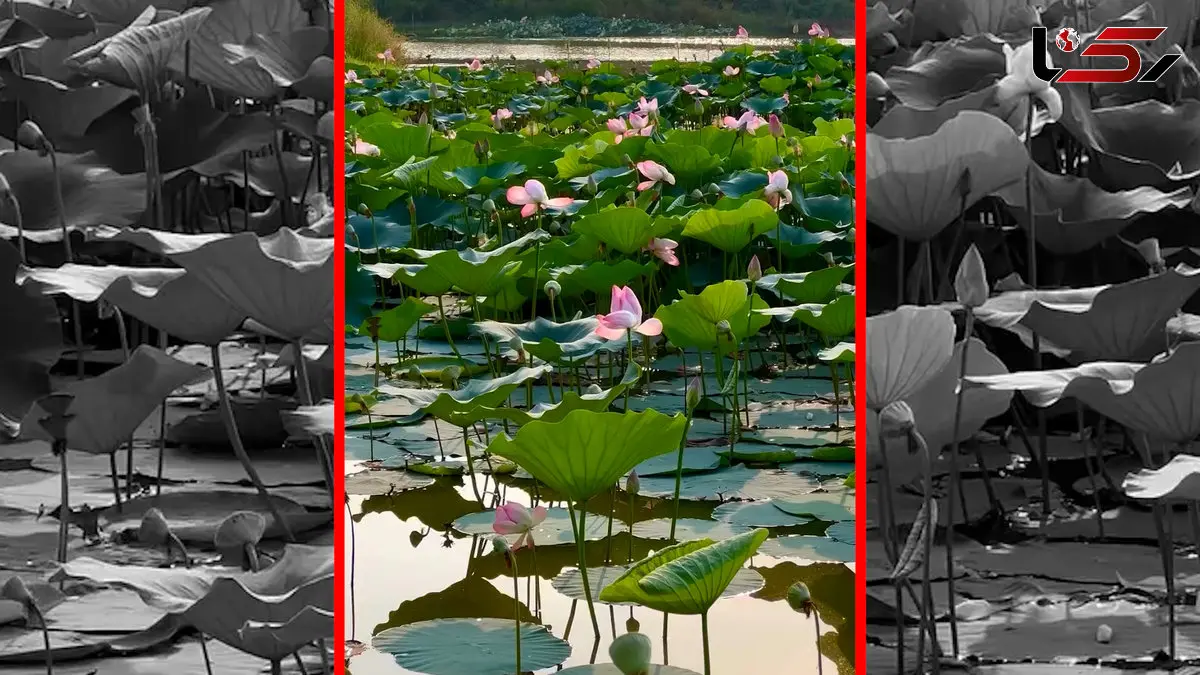 فیلم زیبایی نیلوفر های آبی ساری