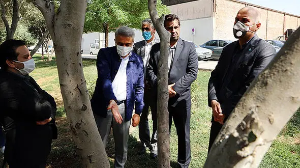 احیای باغ زیتون در منطقه 16 تهران + عکس