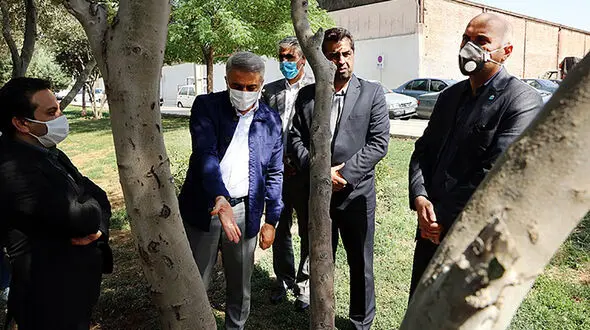 احیای باغ زیتون در منطقه 16 تهران + عکس