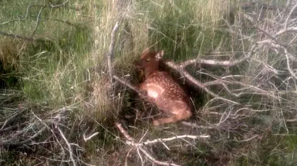 
زایش اولین گوساله گوزن زرد در سایت احیا، تکثیر و پرورش گوزن زرد ایرانی در ارسنجان
