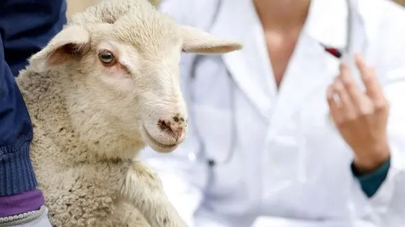 ثبت سفارش گوسفند قربانی توسط موسسه صنعتی گوشت مشهد