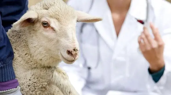 ثبت سفارش گوسفند قربانی توسط موسسه صنعتی گوشت مشهد