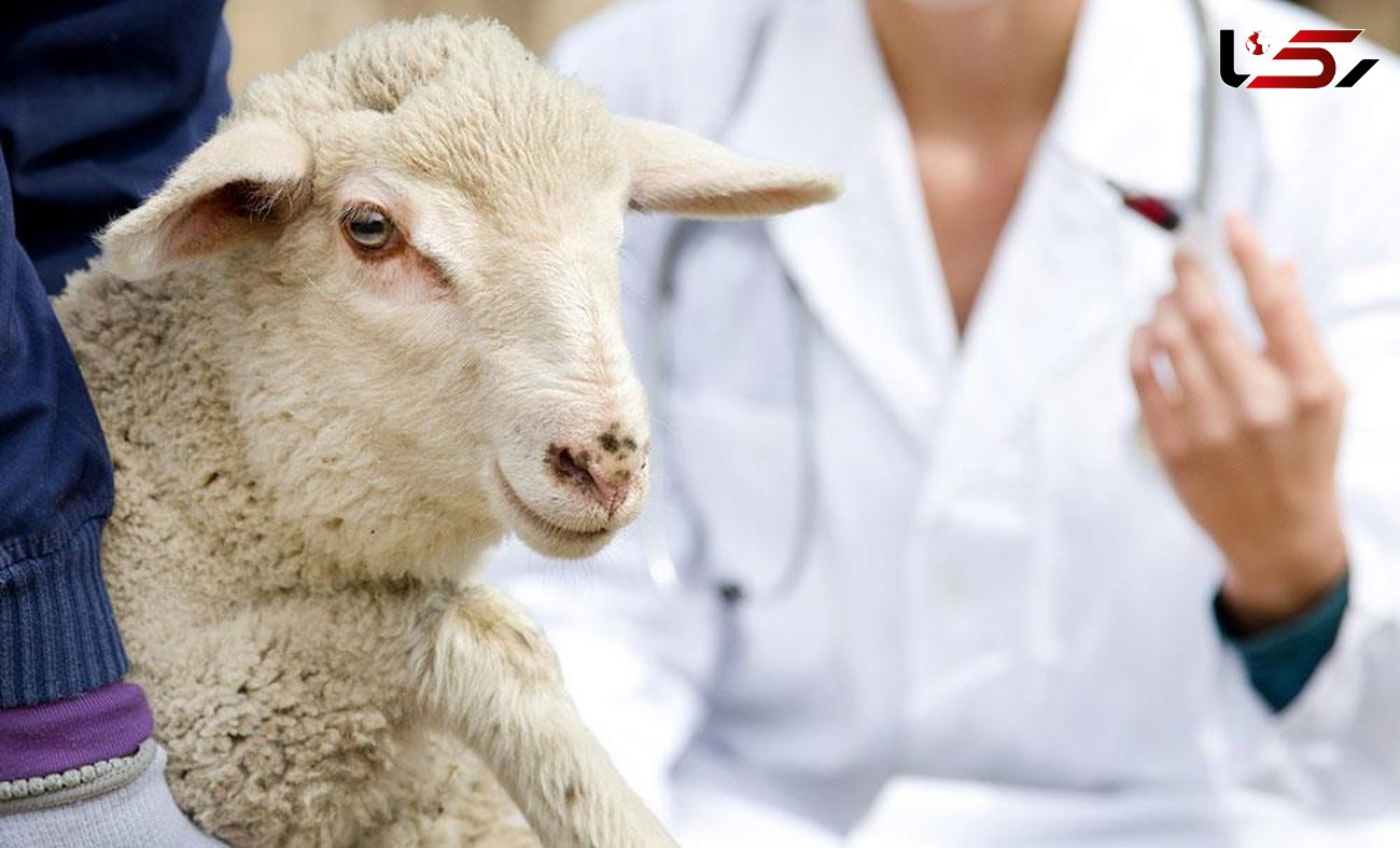 ثبت سفارش گوسفند قربانی توسط موسسه صنعتی گوشت مشهد