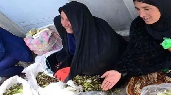 فروش گیاهان کوهی برای فرار از فقر و بیکاری