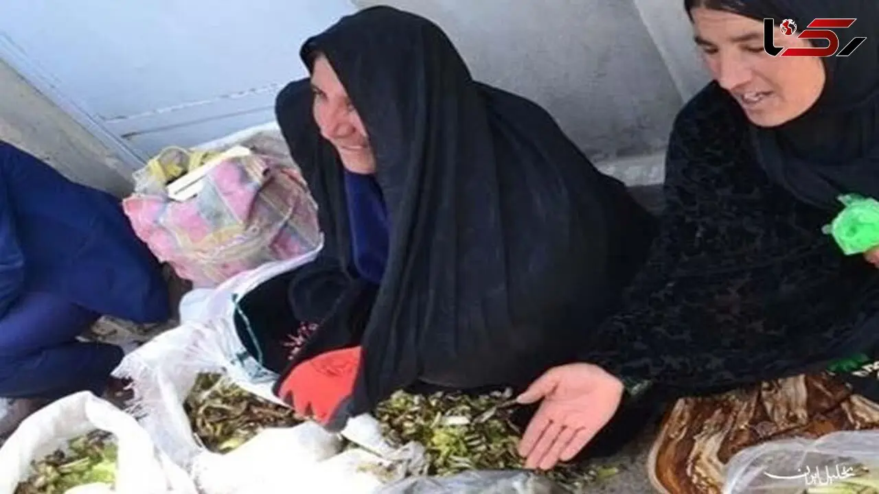 فروش گیاهان کوهی برای فرار از فقر و بیکاری