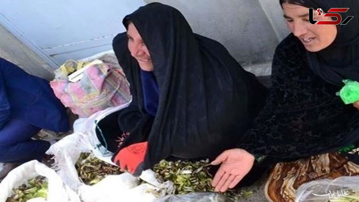 فروش گیاهان کوهی برای فرار از فقر و بیکاری