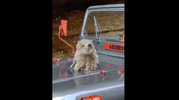 مهربانی های مرگبار؛ به جوجه جغدهای دره توبیرون دزفول دست نزنید / آنها در حال تعلیم هستند + فیلم