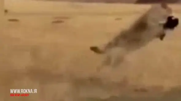 فیلم مهیجی از پرش گرگ با گوسفند ی در دهان + فیلم