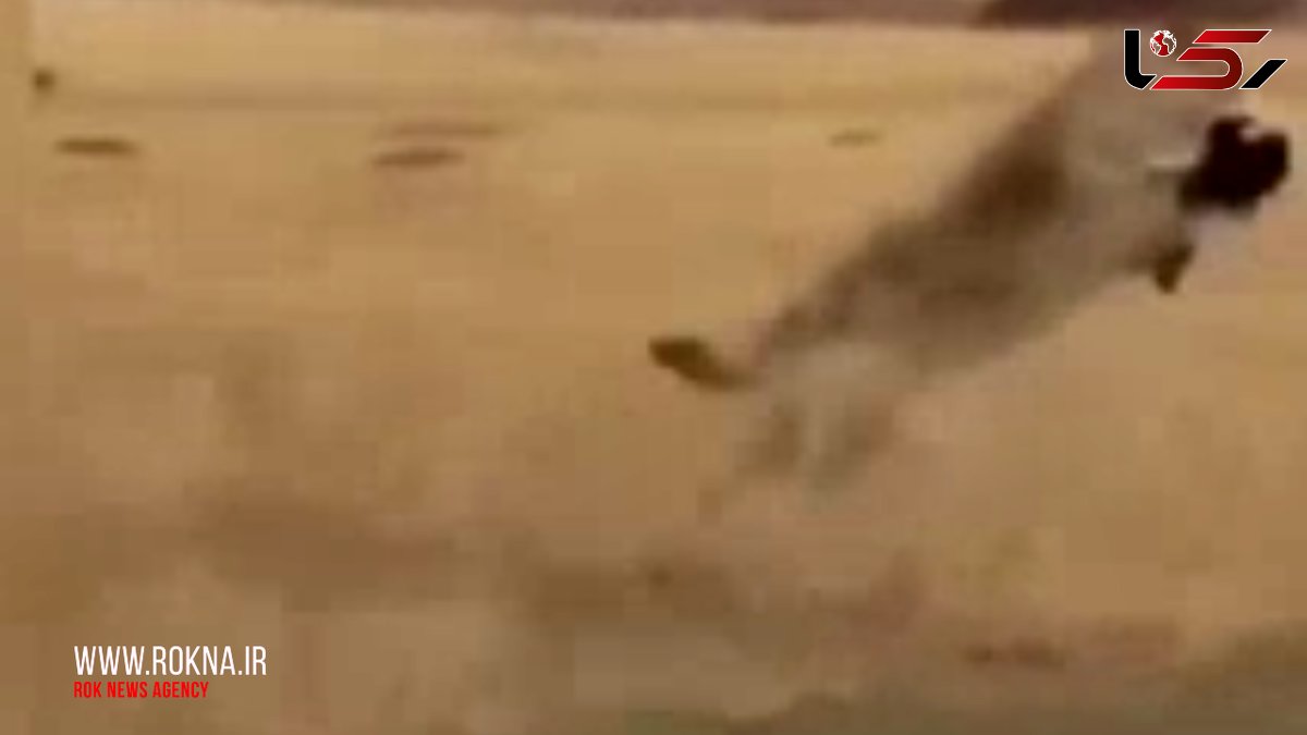 فیلم مهیجی از پرش گرگ با گوسفند ی در دهان + فیلم