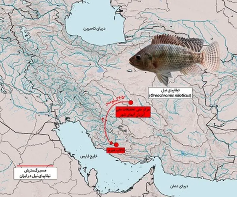گسترش تیلاپیا 4
