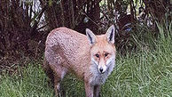 وحشت از 5 گرگ و یک روباه در منطقه مسکونی مهاباد