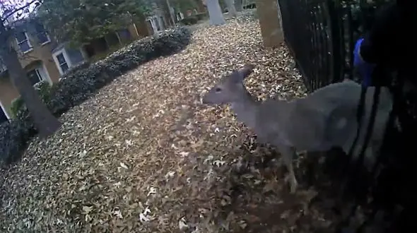 فیلم دیدنی از نجات گوزن گرفتار بین نرده ها / ببینید