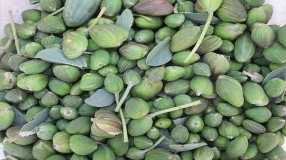 با این میوه به جنگ آلزایمر بروید