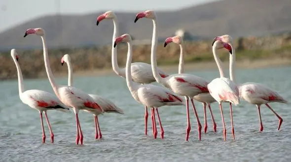 تالاب زریبار مریوان میزبان فلامینگوهای مهاجر 