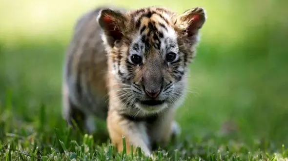 معرفی مقصر اصلی مرگ 7 توله ببردر مشهد !