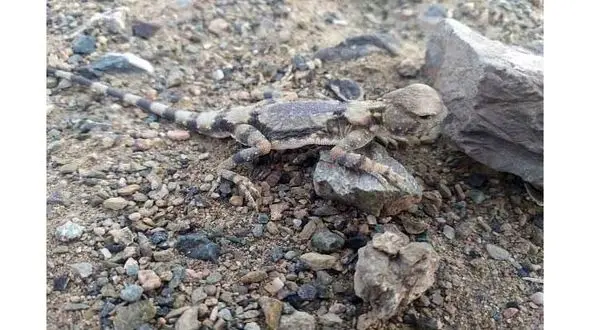 عکس / کشف موجود عجیب الخلقه در خاش