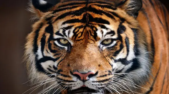 حمله  ببر به بازدیدکنندگان در باغ وحش + فیلم 