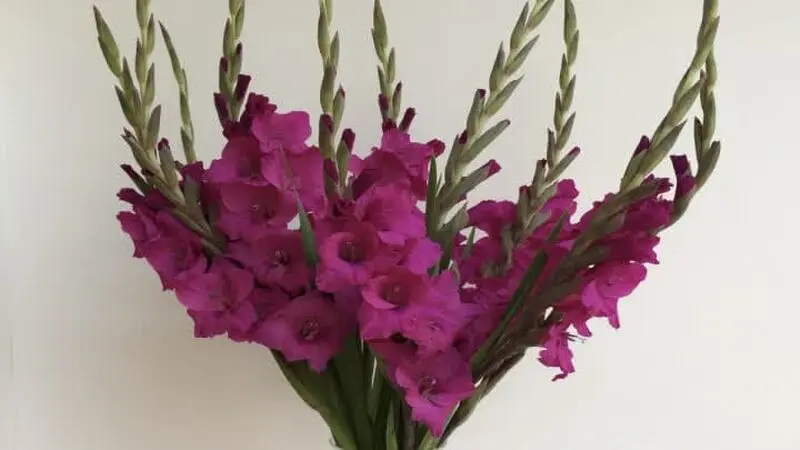 گل گلایل (Gladiolus)