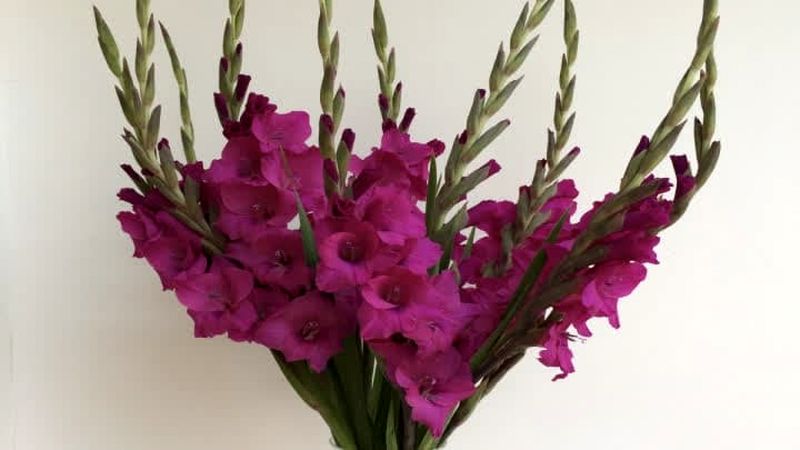 گل گلایل (Gladiolus)