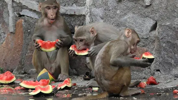 عطش میمون ها به روایت عکس