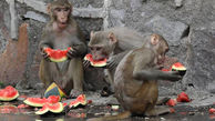 عطش میمون ها به روایت عکس