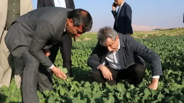 بیشترین تولید کشاورزی در بخش زراعت در کوهدشت/ کشت پاییزه چغندر قند و کلزا اولویت اصلی وزارت جهاد کشاورزی