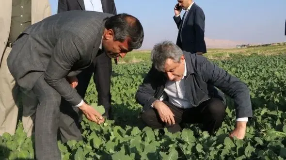 بیشترین تولید کشاورزی در بخش زراعت در کوهدشت/ کشت پاییزه چغندر قند و کلزا اولویت اصلی وزارت جهاد کشاورزی