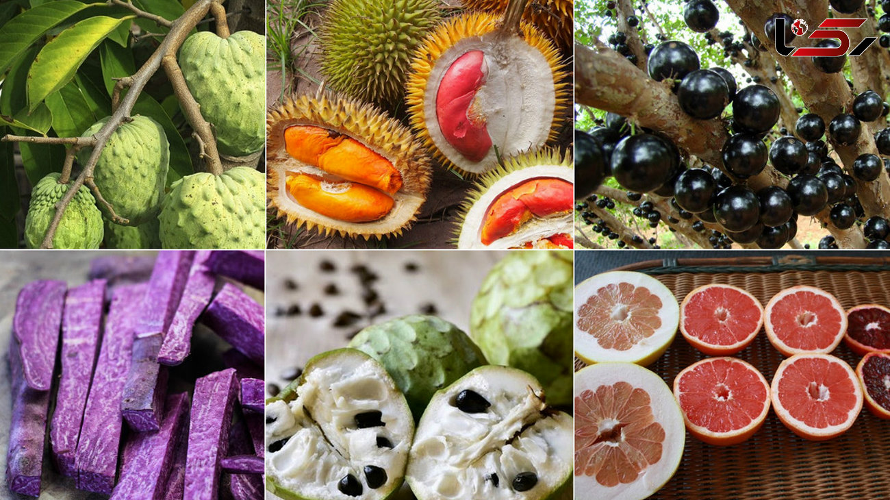 میوه ها و سبزیجات عجیب و شگفت انگیزی که در دنیا وجود دارد +تصاویر
