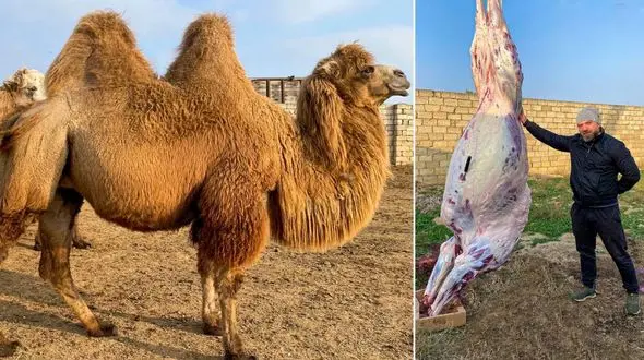 فیلم غذای روستایی/ بریانی دلچسب ران 60 کیلوگرمی شتر در تنور 