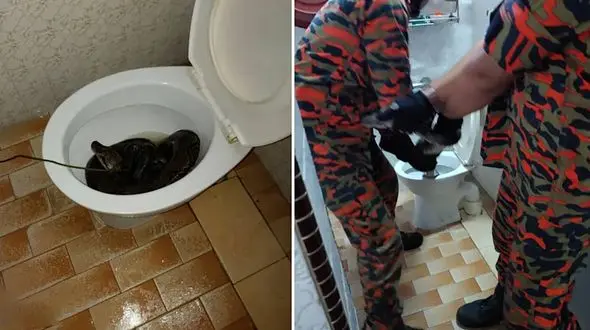 حمله مار غول پیکر به صاحبخانه در توالت + عکس عملیات مارگیری