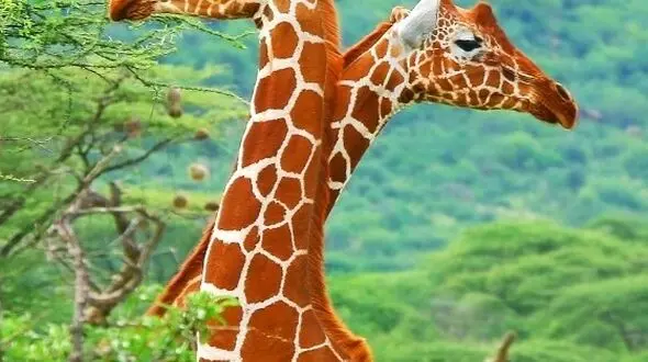 شگفتی‌ های حیات‌ وحش از نمای نزدیک!