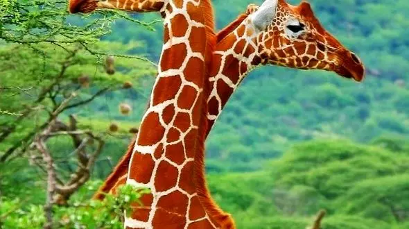 شگفتی‌ های حیات‌ وحش از نمای نزدیک!