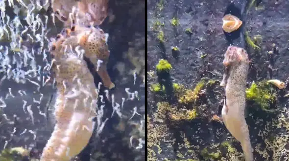 لحظه زایمان اسب دریایی نر + فیلم