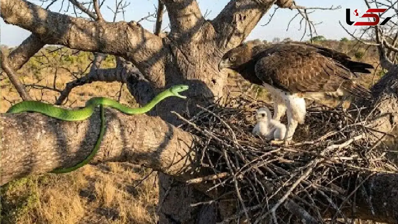 شاهکار حیات وحش؛ مار سبز به شکمش صابون جوجه عقاب زده بود که گیر مادرش افتاد