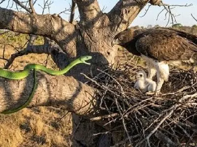 شاهکار حیات وحش؛ مار سبز به شکمش صابون جوجه عقاب زده بود که گیر مادرش افتاد