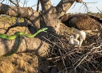 شاهکار حیات وحش؛ مار سبز به شکمش صابون جوجه عقاب زده بود که گیر مادرش افتاد