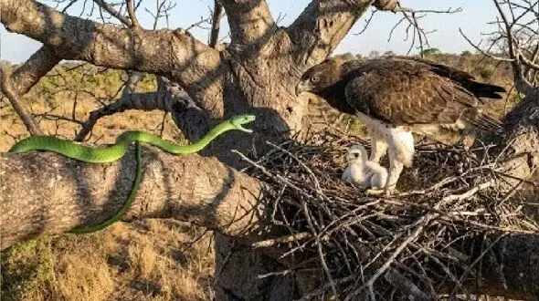 شاهکار حیات وحش؛ مار سبز به شکمش صابون جوجه عقاب زده بود که گیر مادرش افتاد