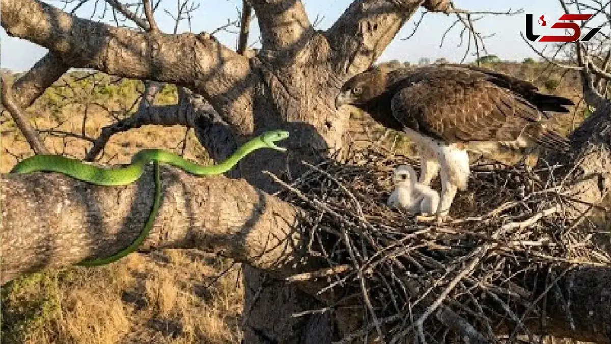 شاهکار حیات وحش؛ مار سبز به شکمش صابون جوجه عقاب زده بود که گیر مادرش افتاد