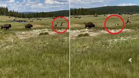 لحظه حمله گاومیش‌ها به گردشگران در پارک! + فیلم