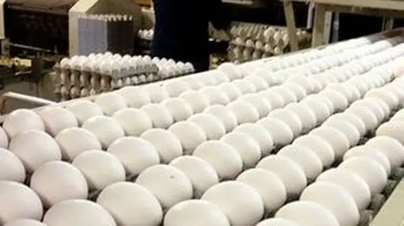 توزیع تخم مرغ با قیمت دولتی تا تعادل بازار ادامه دارد