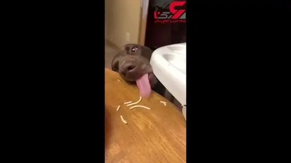 اقدام بانمک سگ تنبل برای غذا خوردن + فیلم