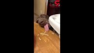 اقدام بانمک سگ تنبل برای غذا خوردن + فیلم