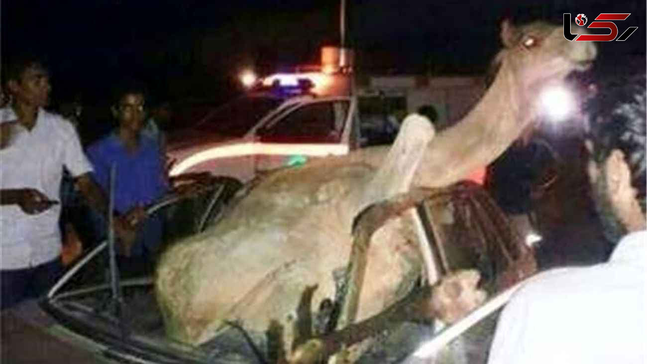عکس عجیب از سوار شدن شتر در پراید در صحنه تصادف خونین