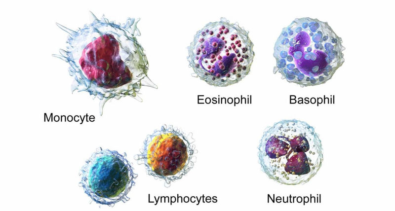 انواع لنفوسیت چیست؟