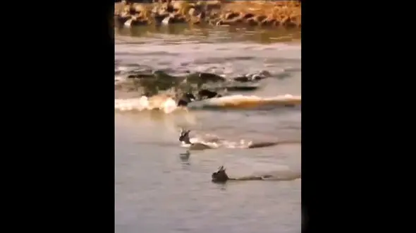  تلخ ترین فیلم جهان / فداکاری  آهوی مادر درنجات بچه اش از چنگال  اسب آبی درنده ! / دلتان به درد می آید