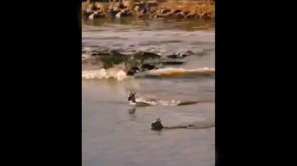  تلخ ترین فیلم جهان / فداکاری  آهوی مادر درنجات بچه اش از چنگال  اسب آبی درنده ! / دلتان به درد می آید
