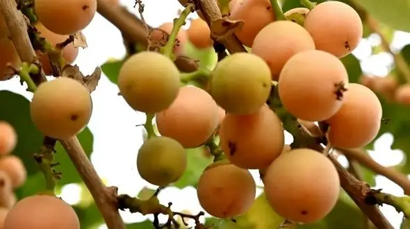 جایگزین گیاهی و طبیعی برای دیفن هیدرامین: معرفی یک میوه خاص